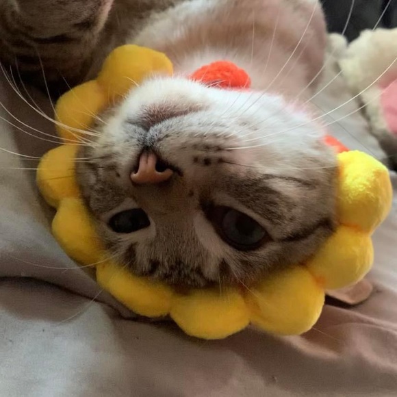 Meet your Posher, Violeta - Picture 1 of 1